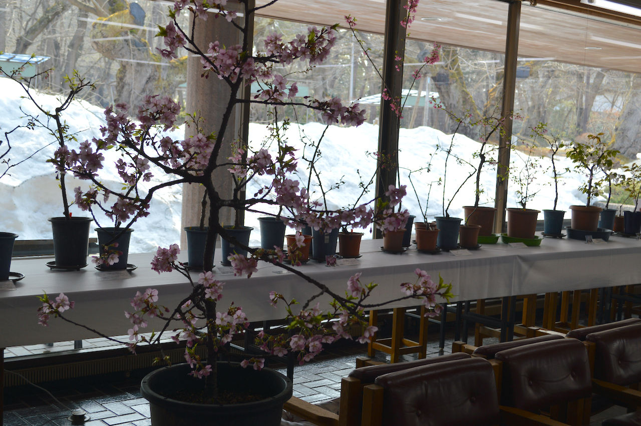 桜の花展