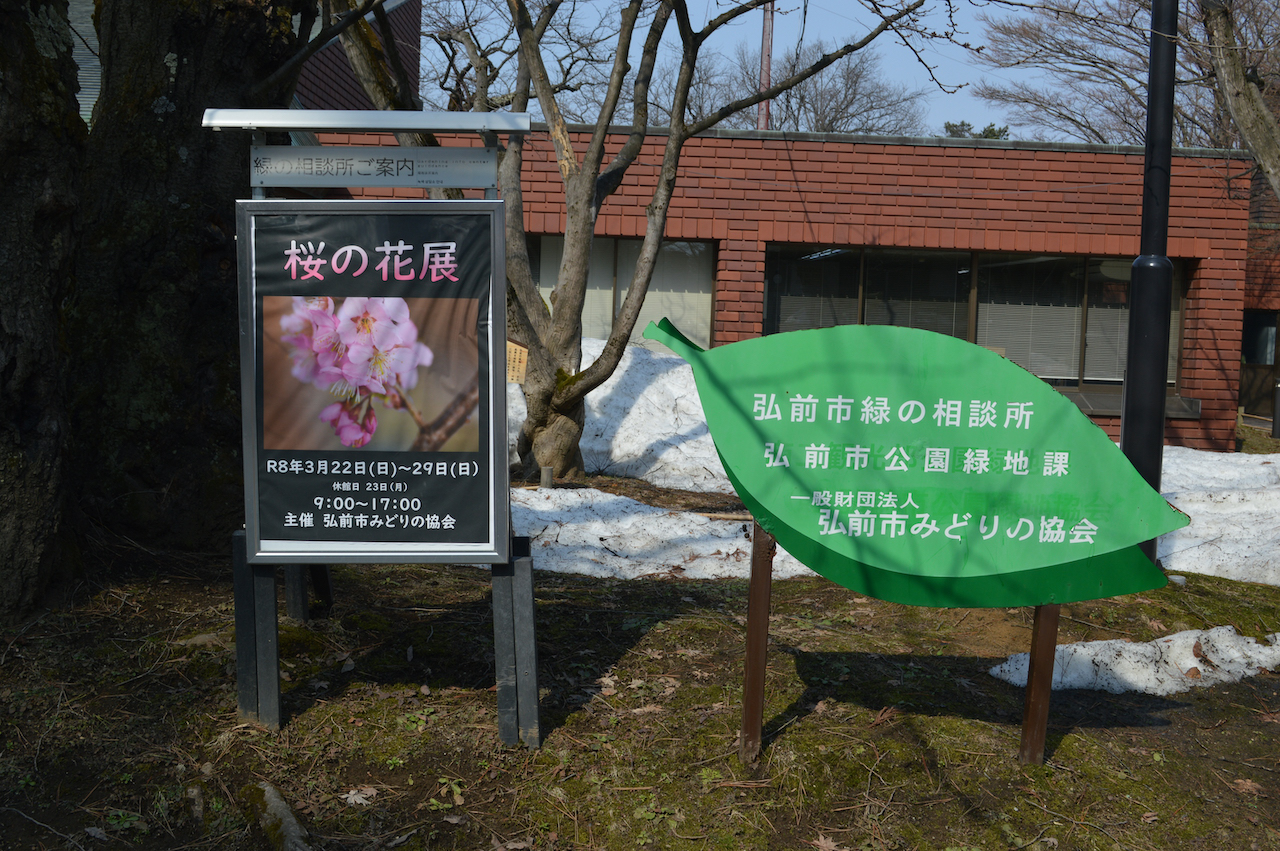 桜の花展