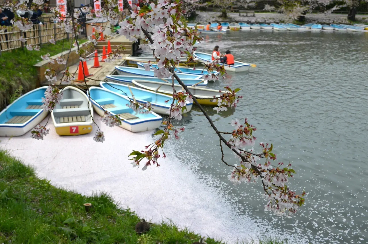 お花見カヌー
