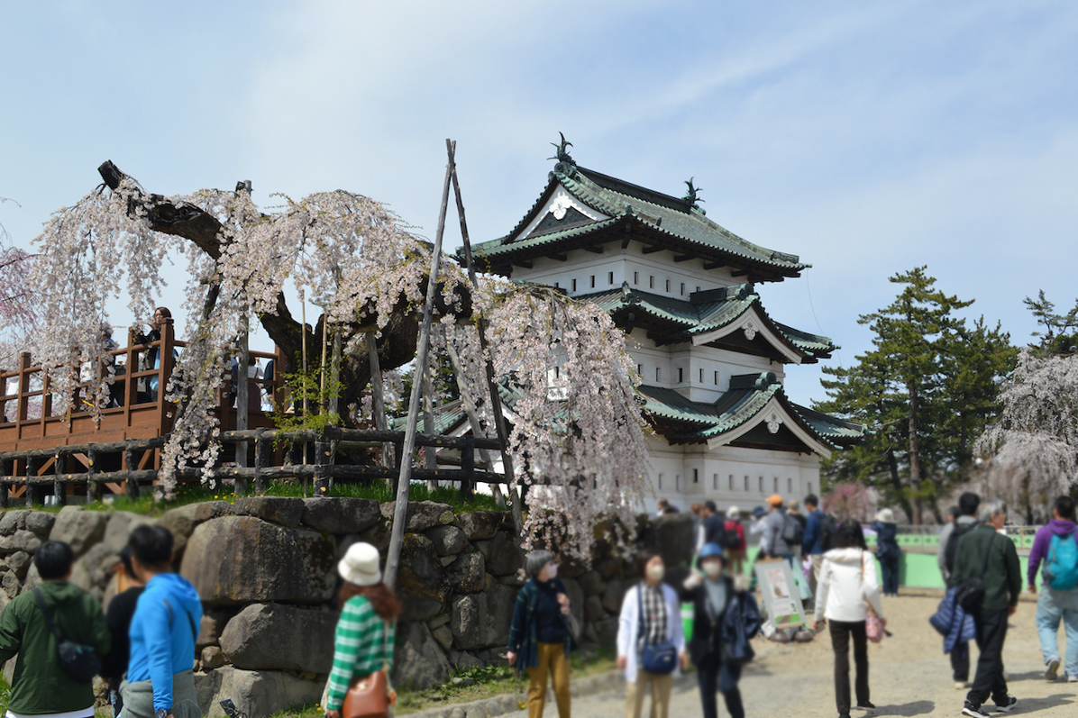 弘前城桜