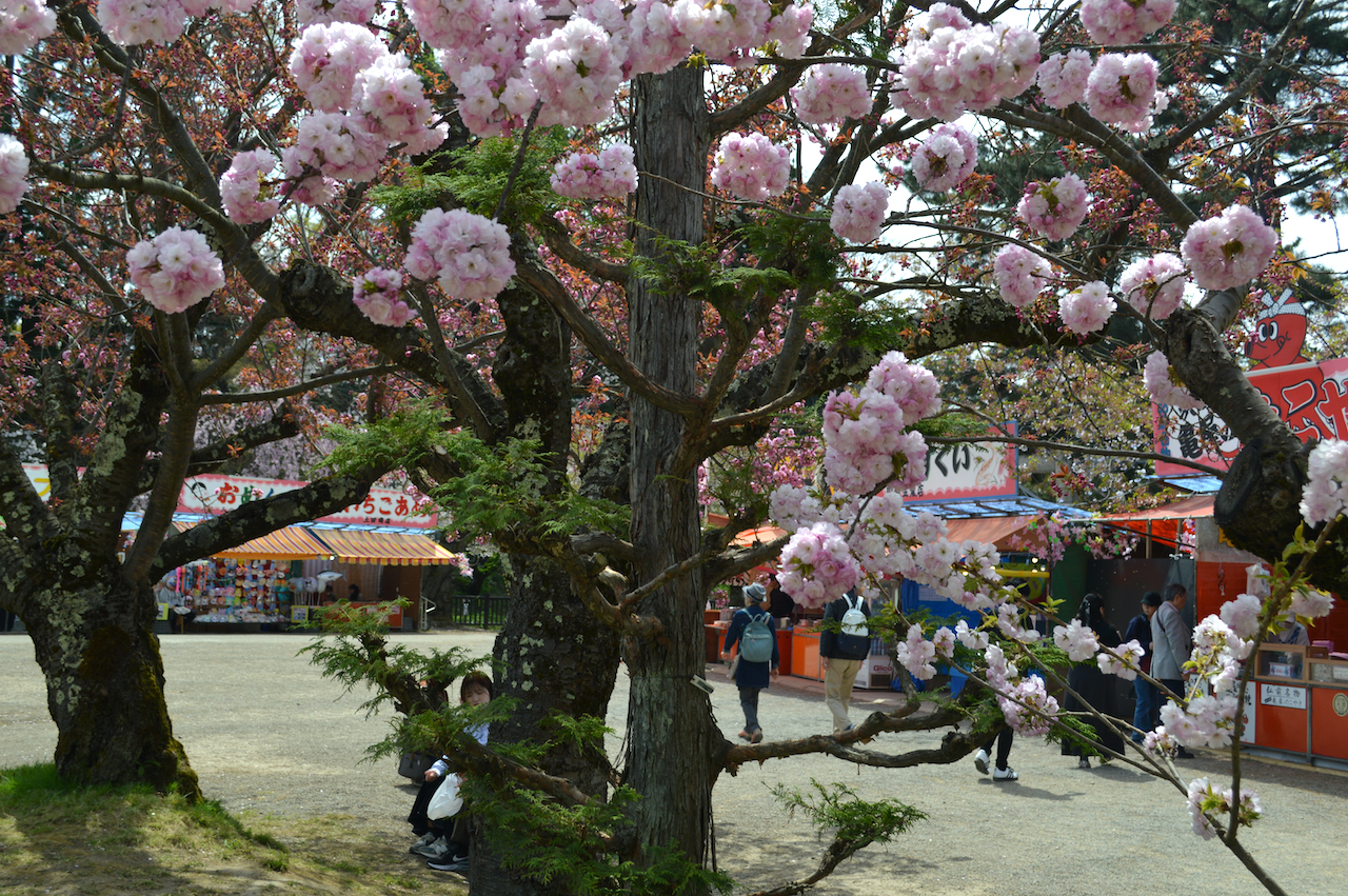 さくらまつり