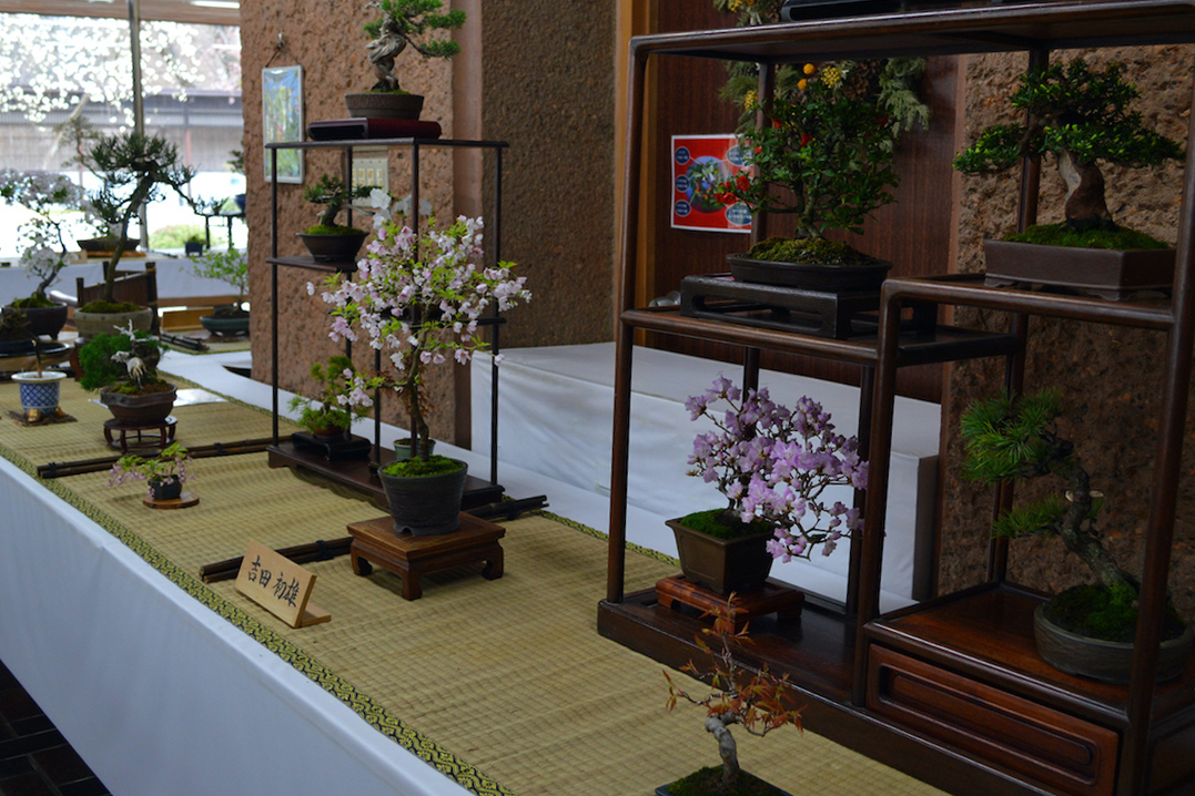 盆友会 春の盆栽展