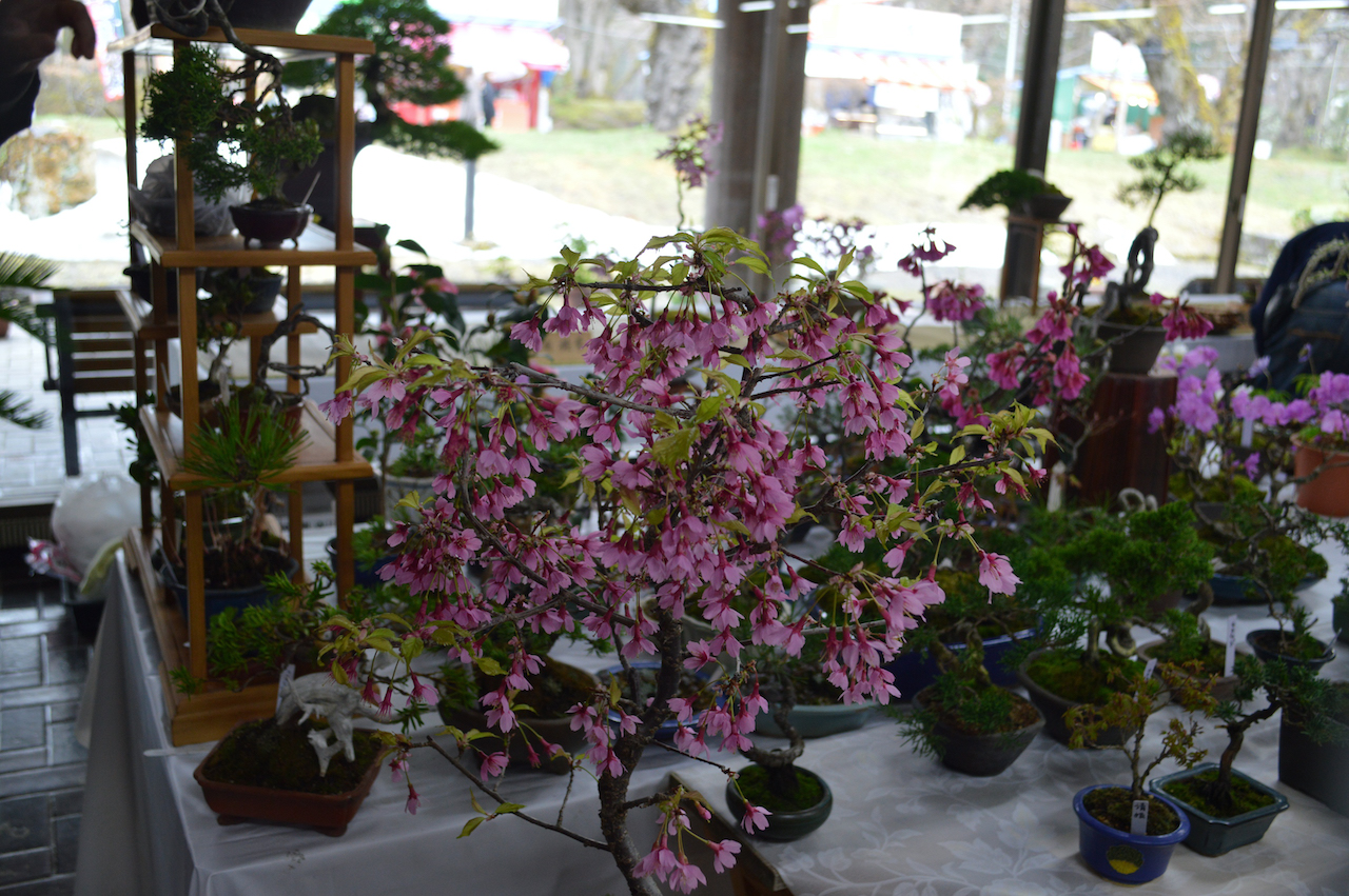 盆友会 春の盆栽展