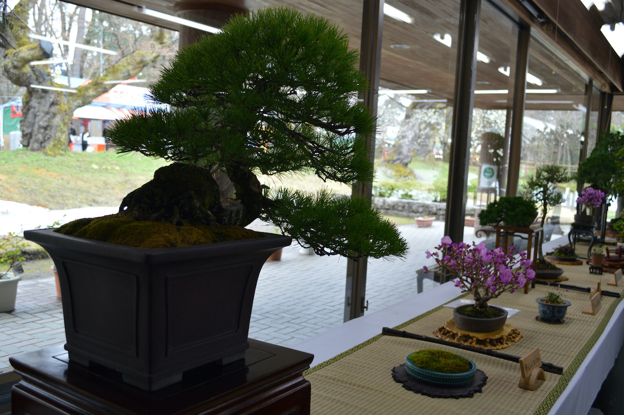 盆友会 春の盆栽展