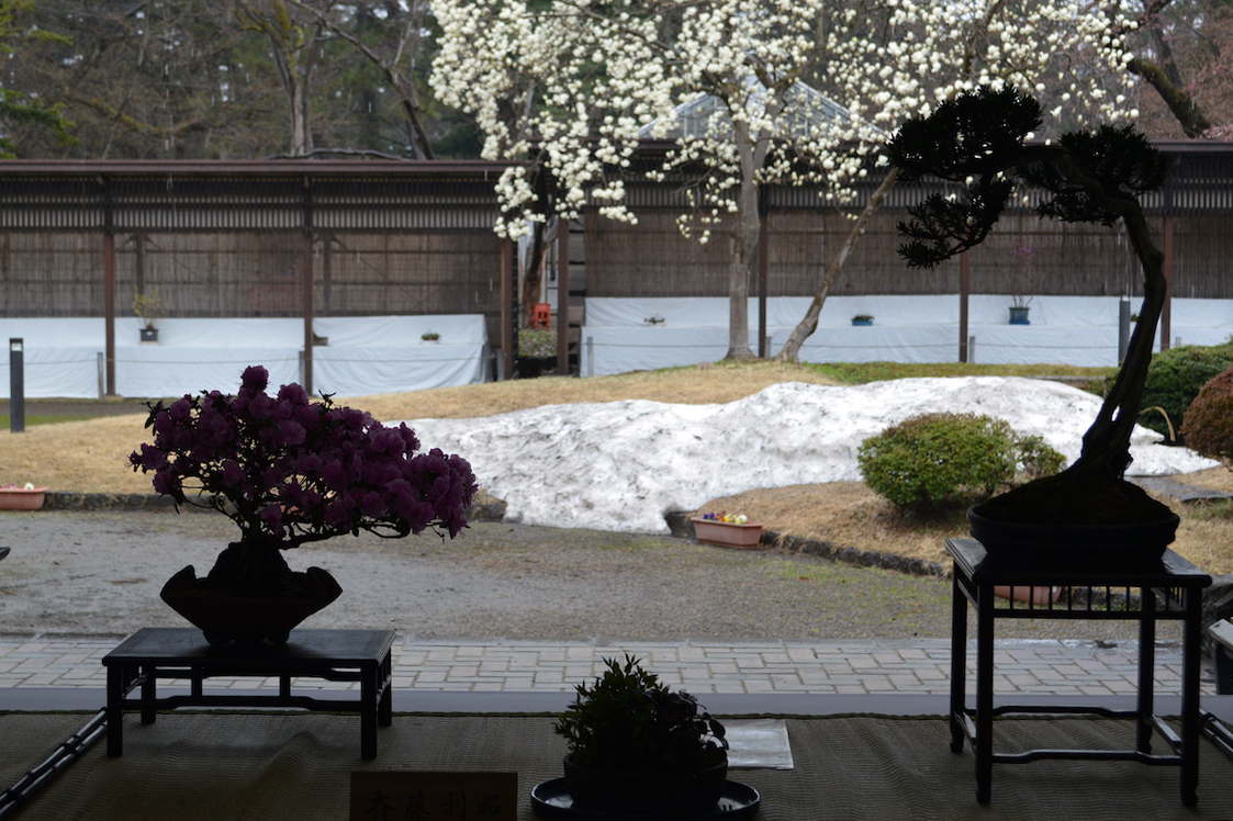 盆友会 春の盆栽展