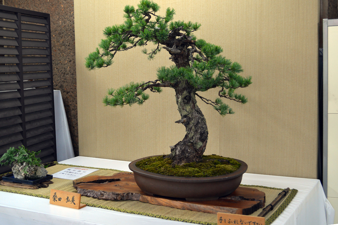 盆友会 春の盆栽展