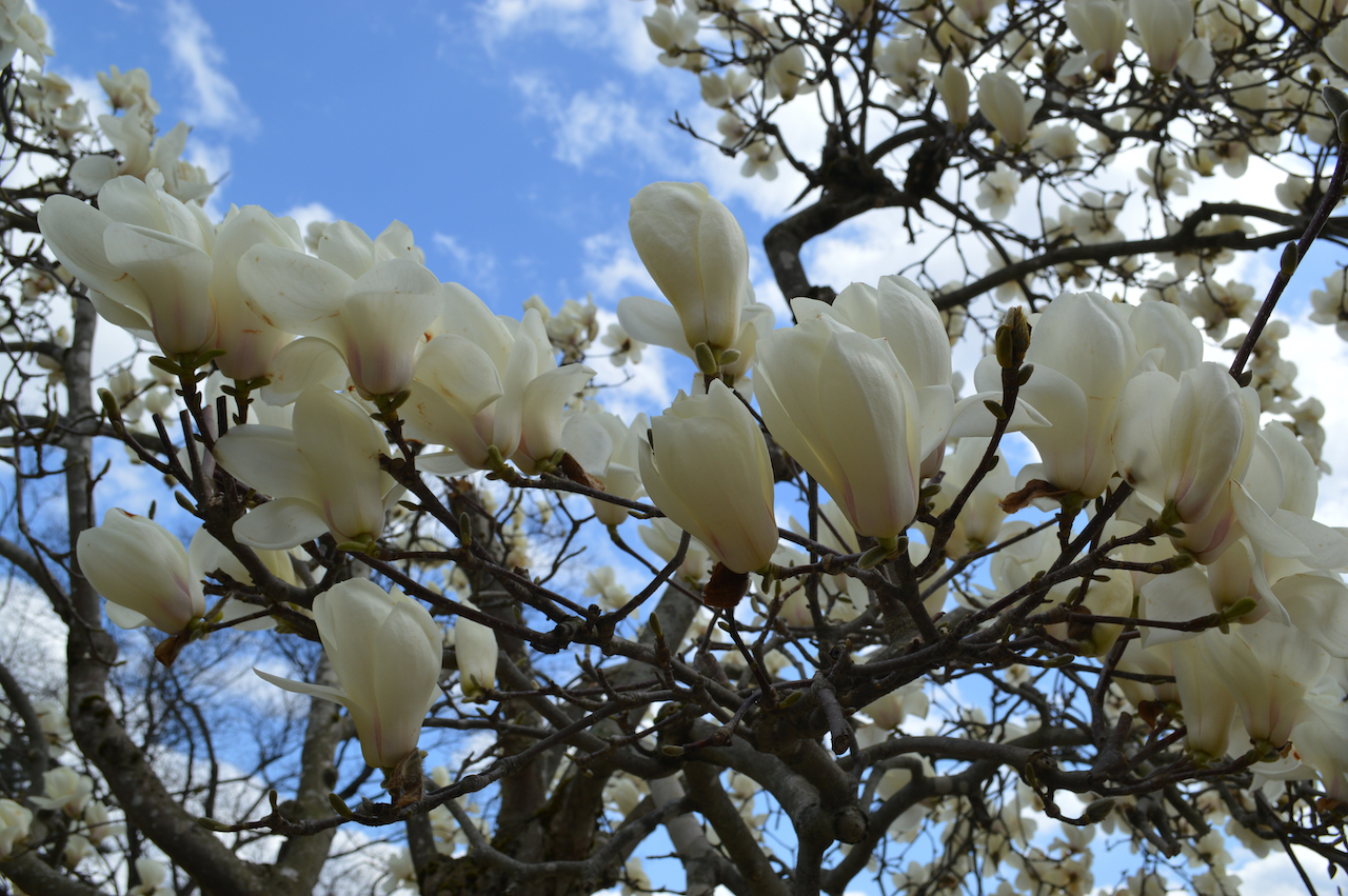 さくらまつり2026