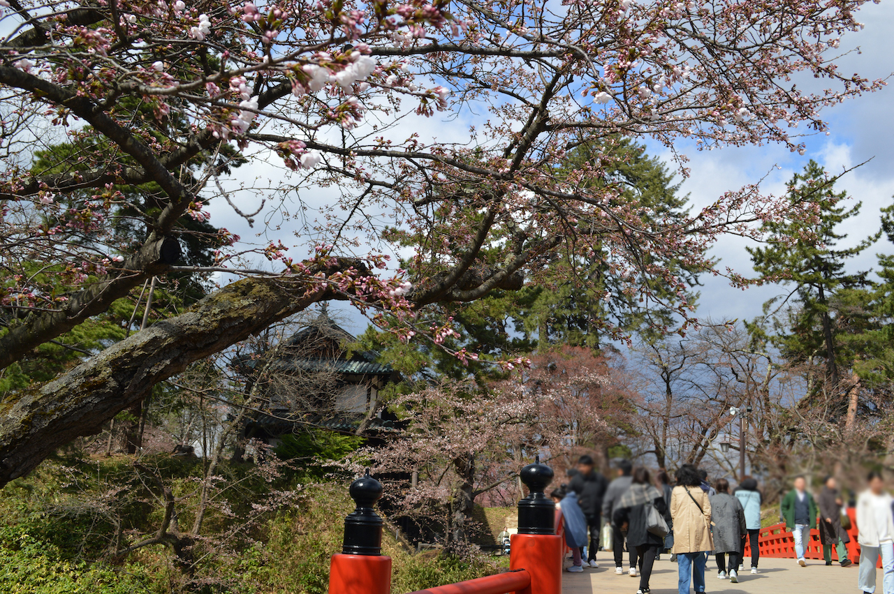 さくらまつり2026