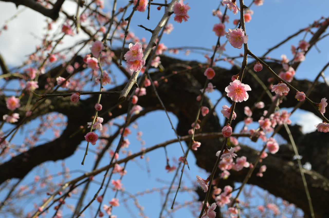 さくらまつり2026