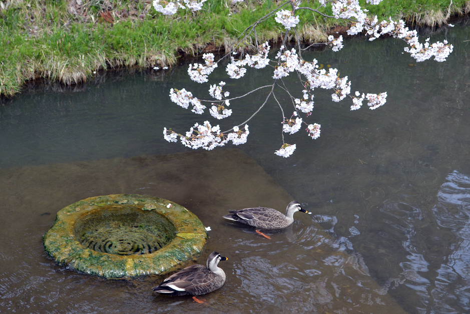 弘前さくらまつり2026