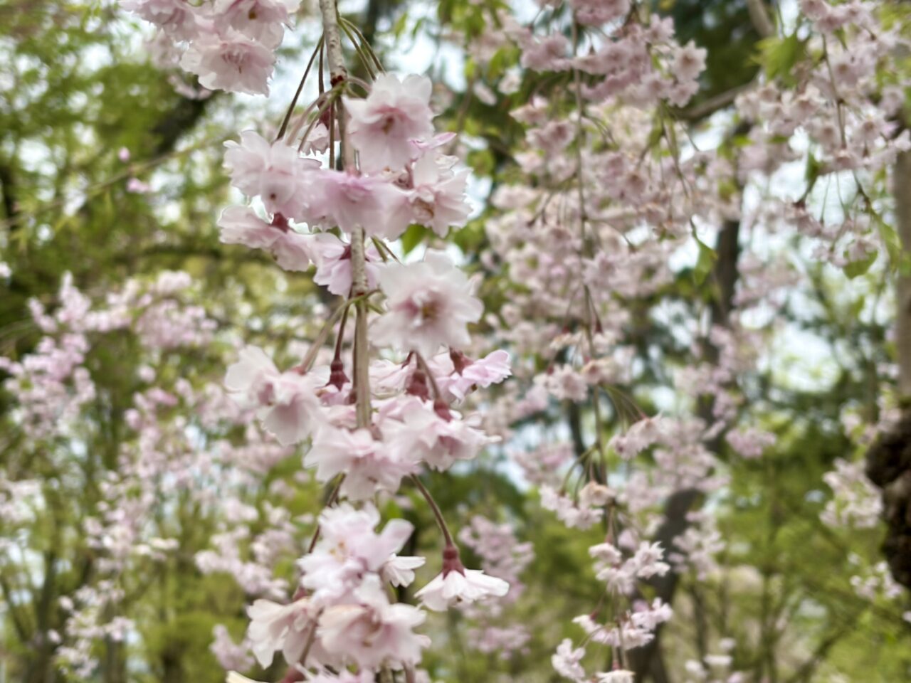桜