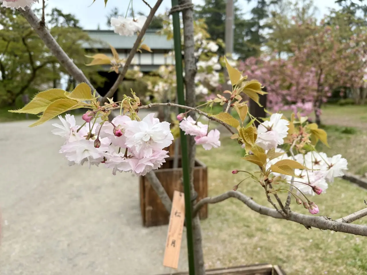 桜