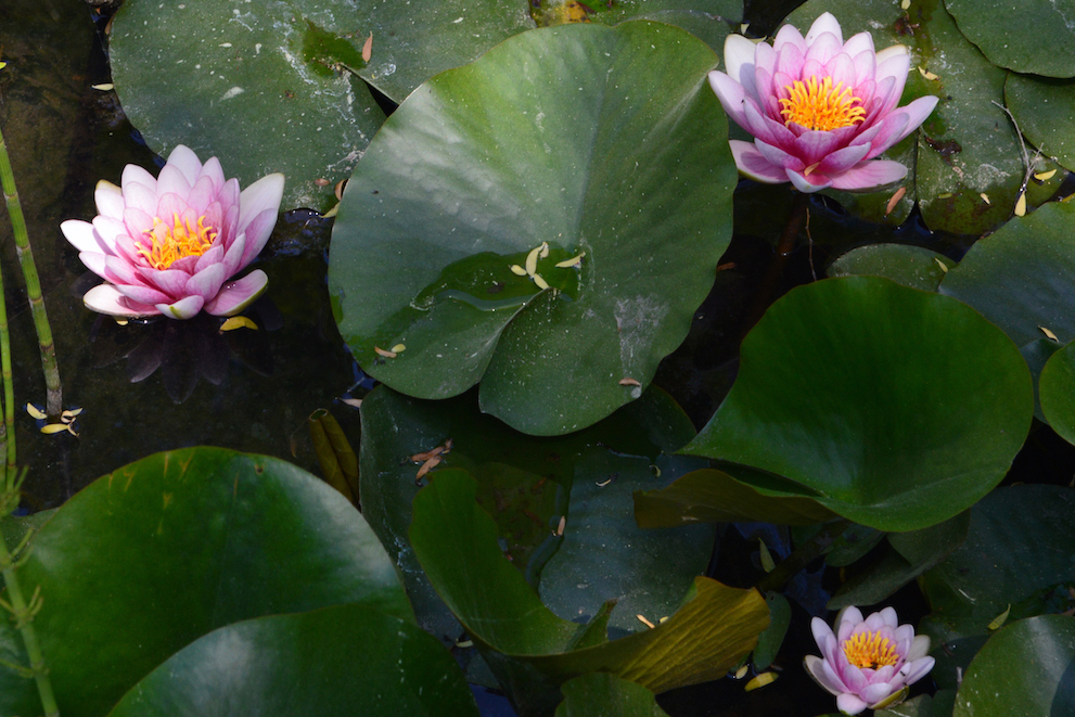 植物園