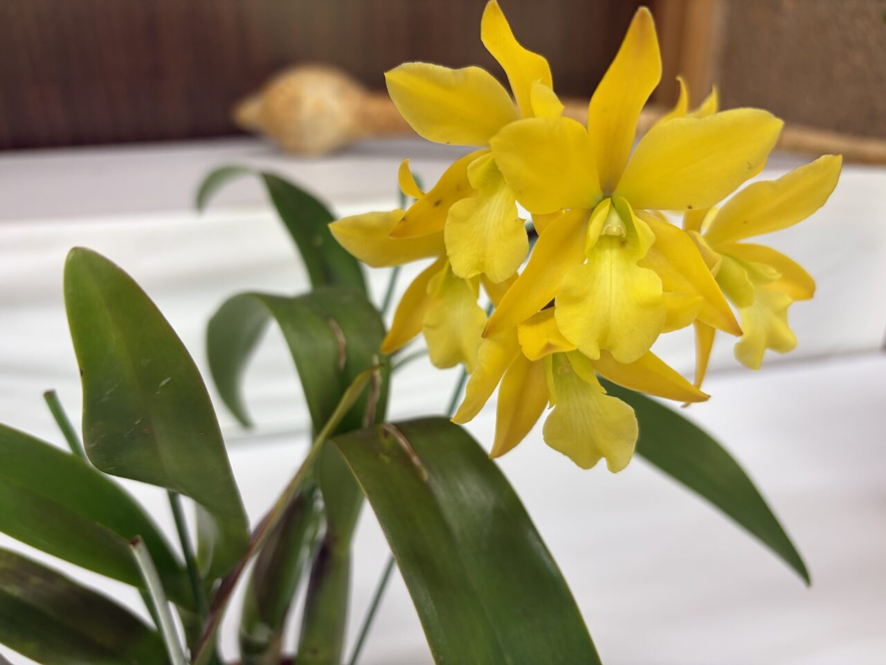 植物園