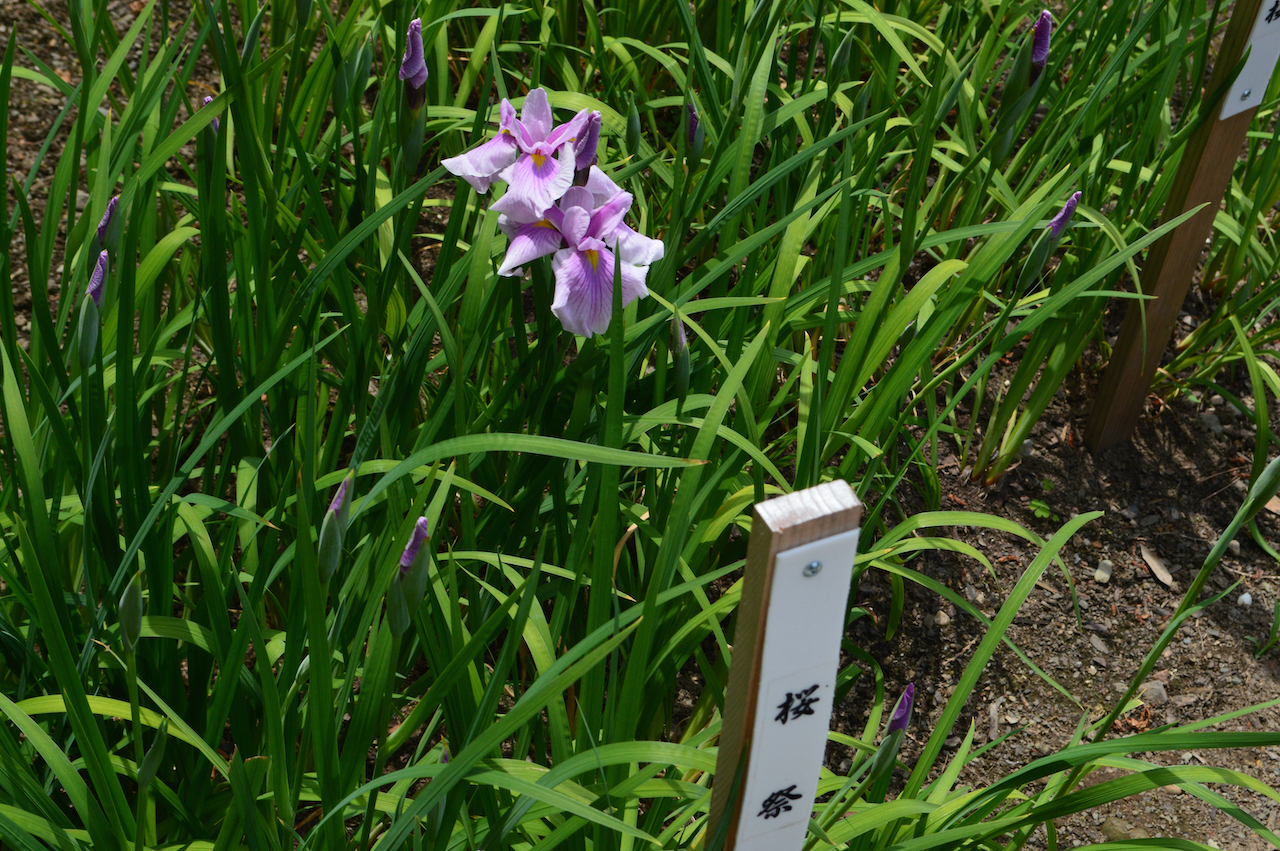 花菖蒲