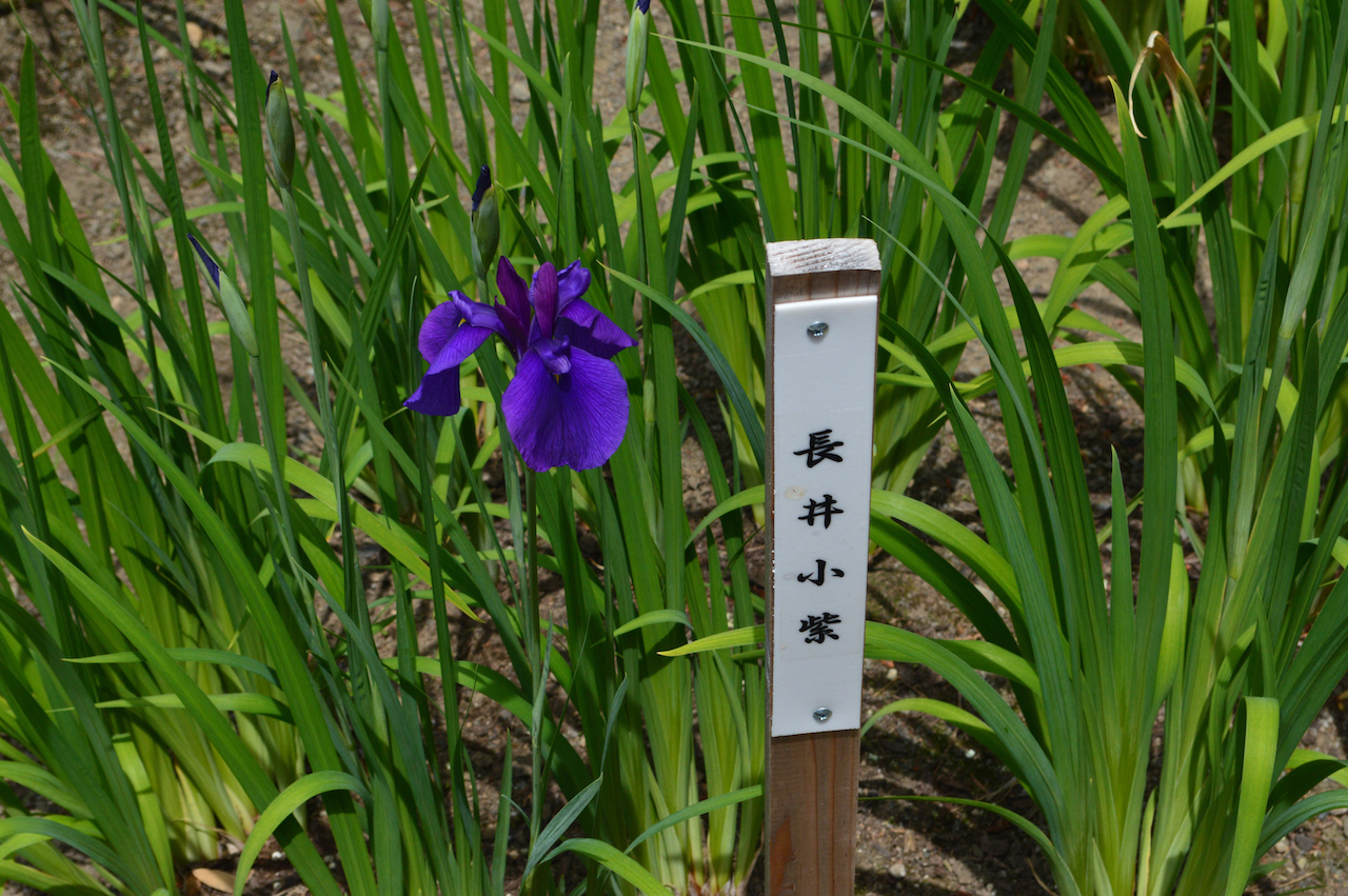 花菖蒲