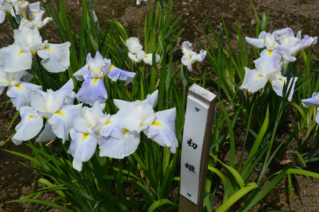 花菖蒲