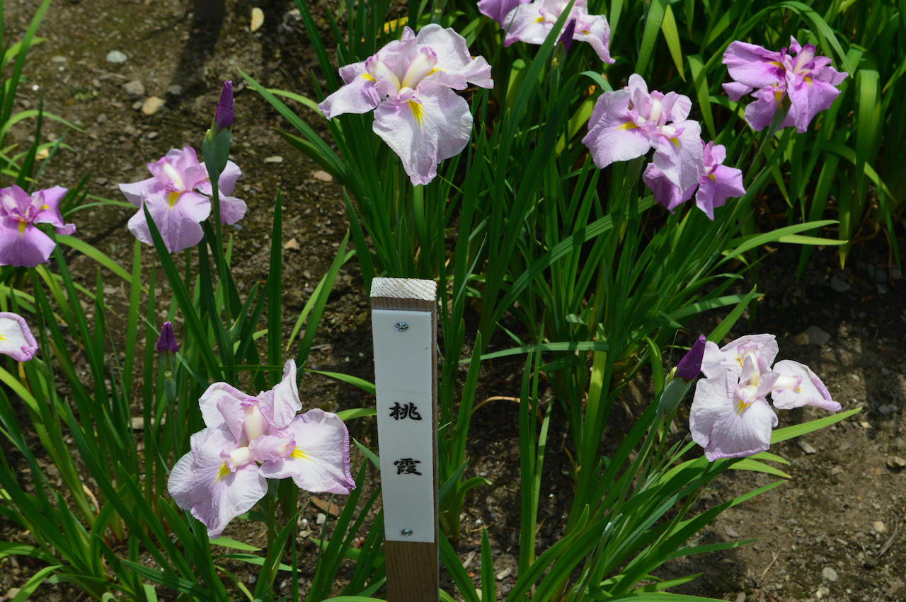 花菖蒲
