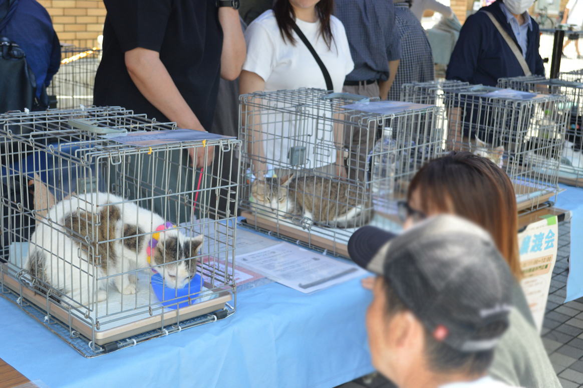にゃんちゃん譲渡会