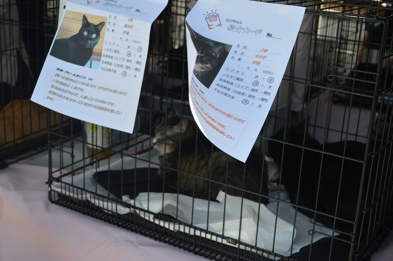 にゃんちゃん譲渡会