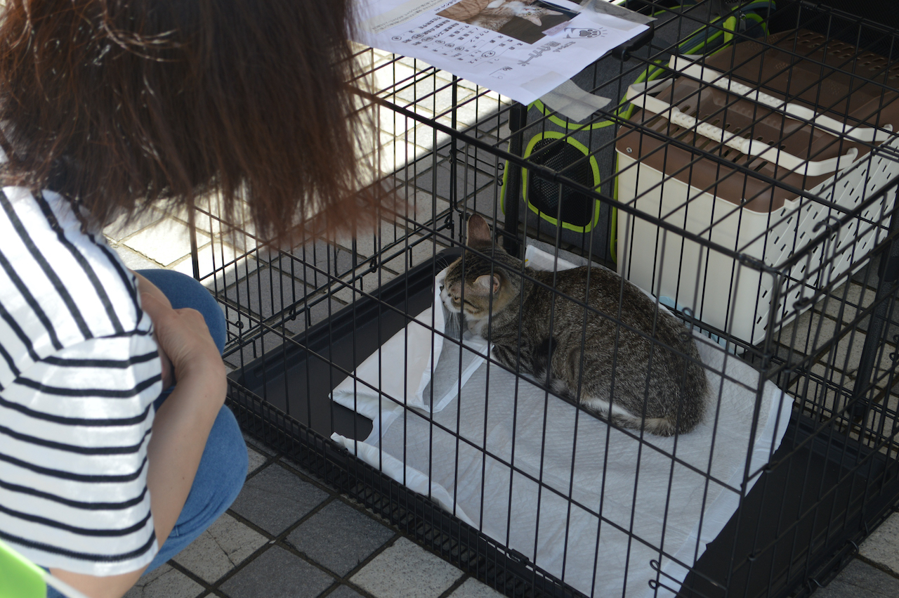 にゃんちゃん譲渡会