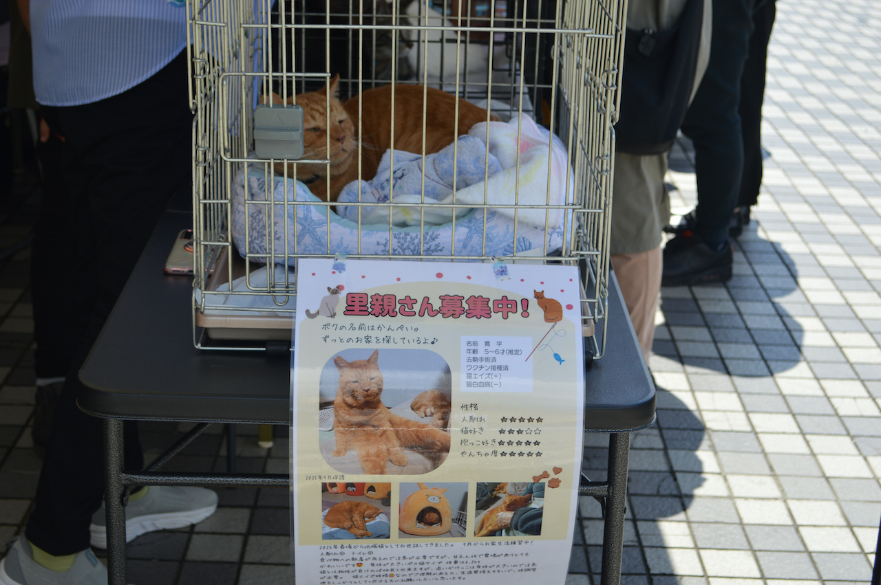 にゃんちゃん譲渡会