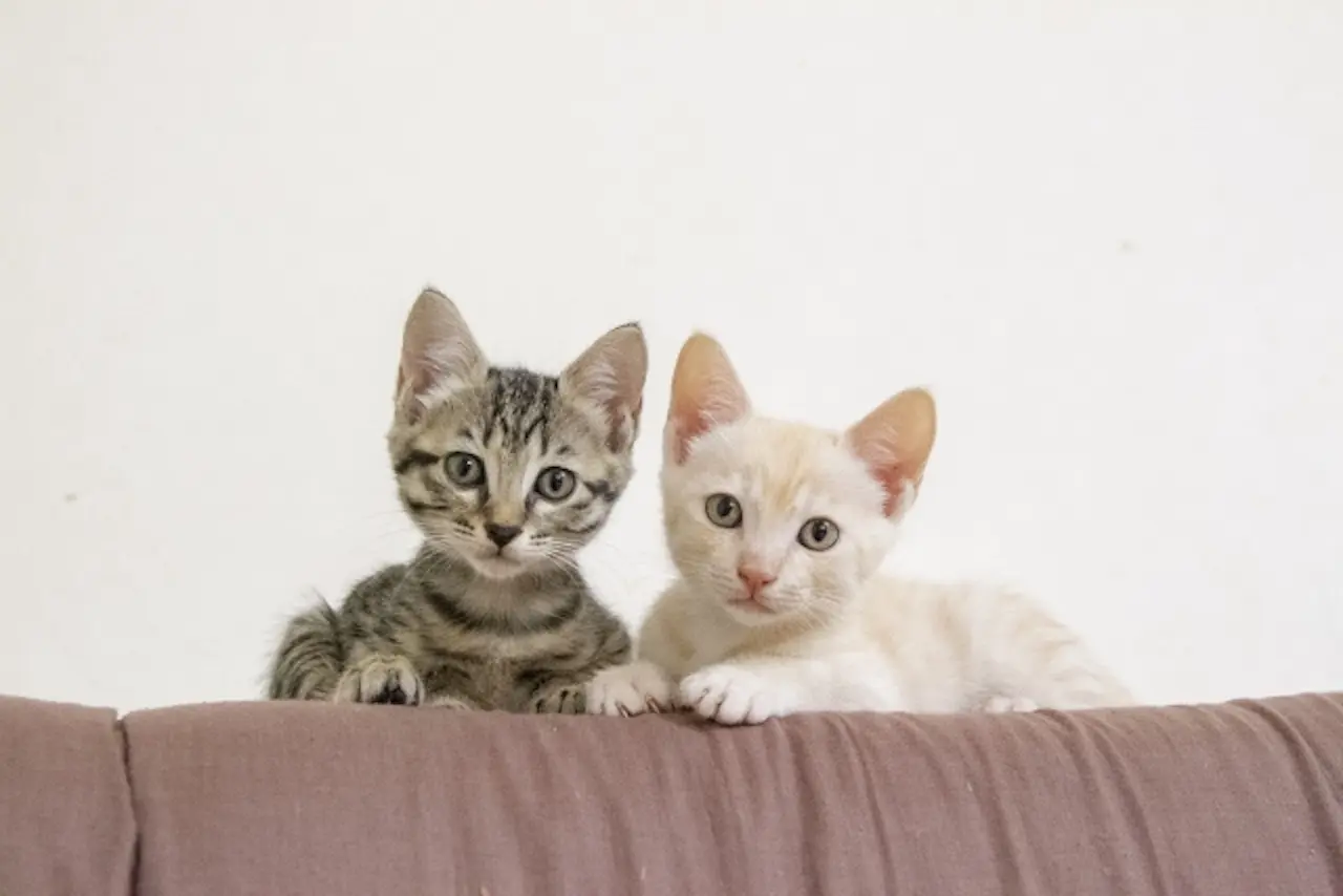 猫譲渡会