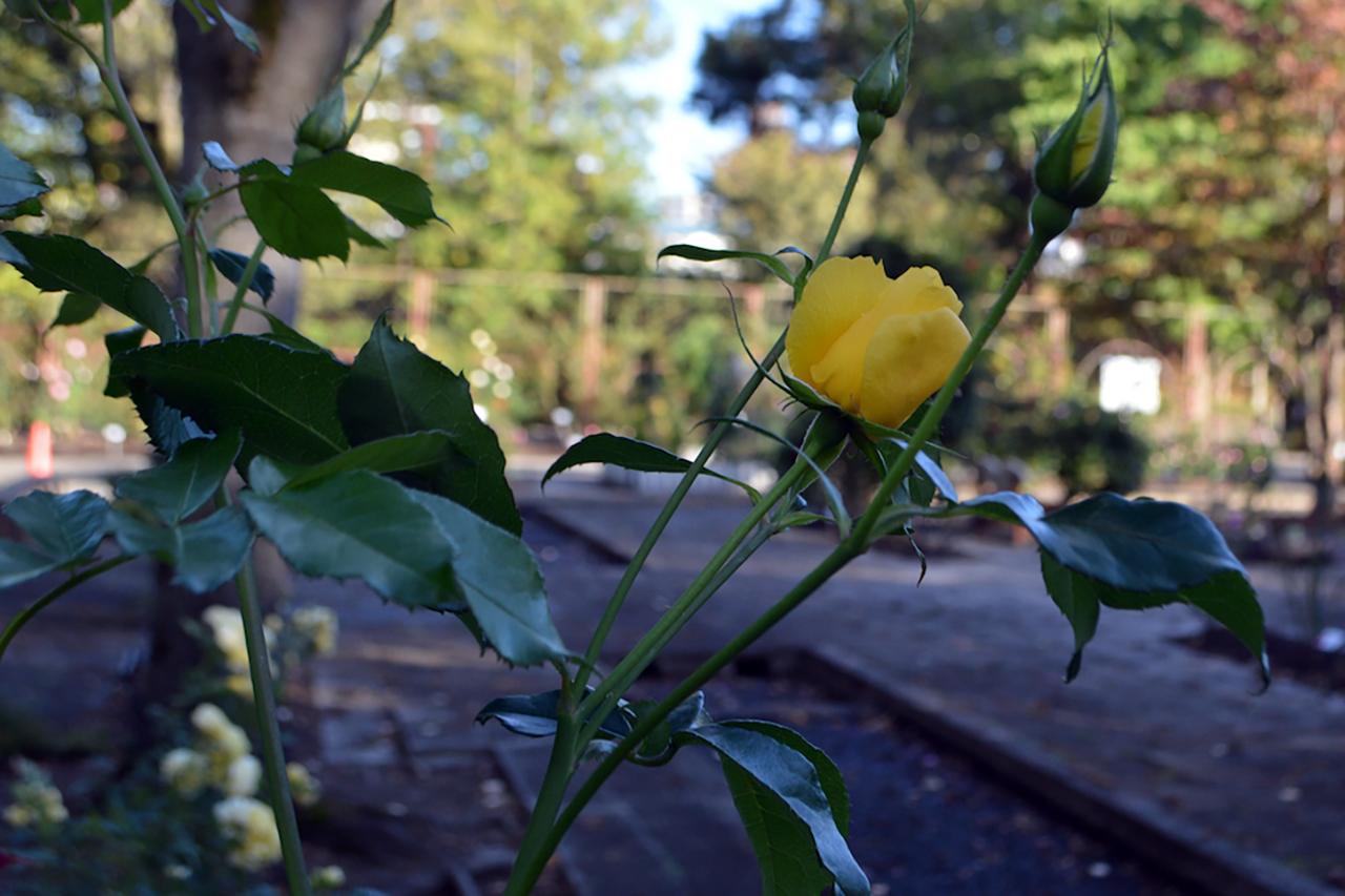 弘前城菊と紅葉まつり