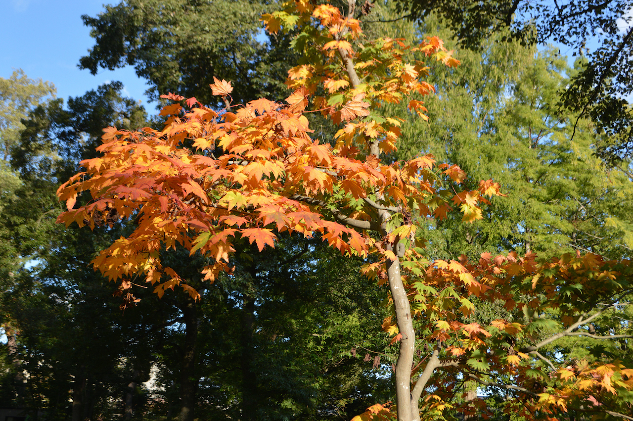 弘前城菊と紅葉まつり