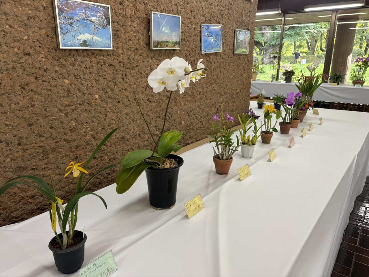 秋のらん展