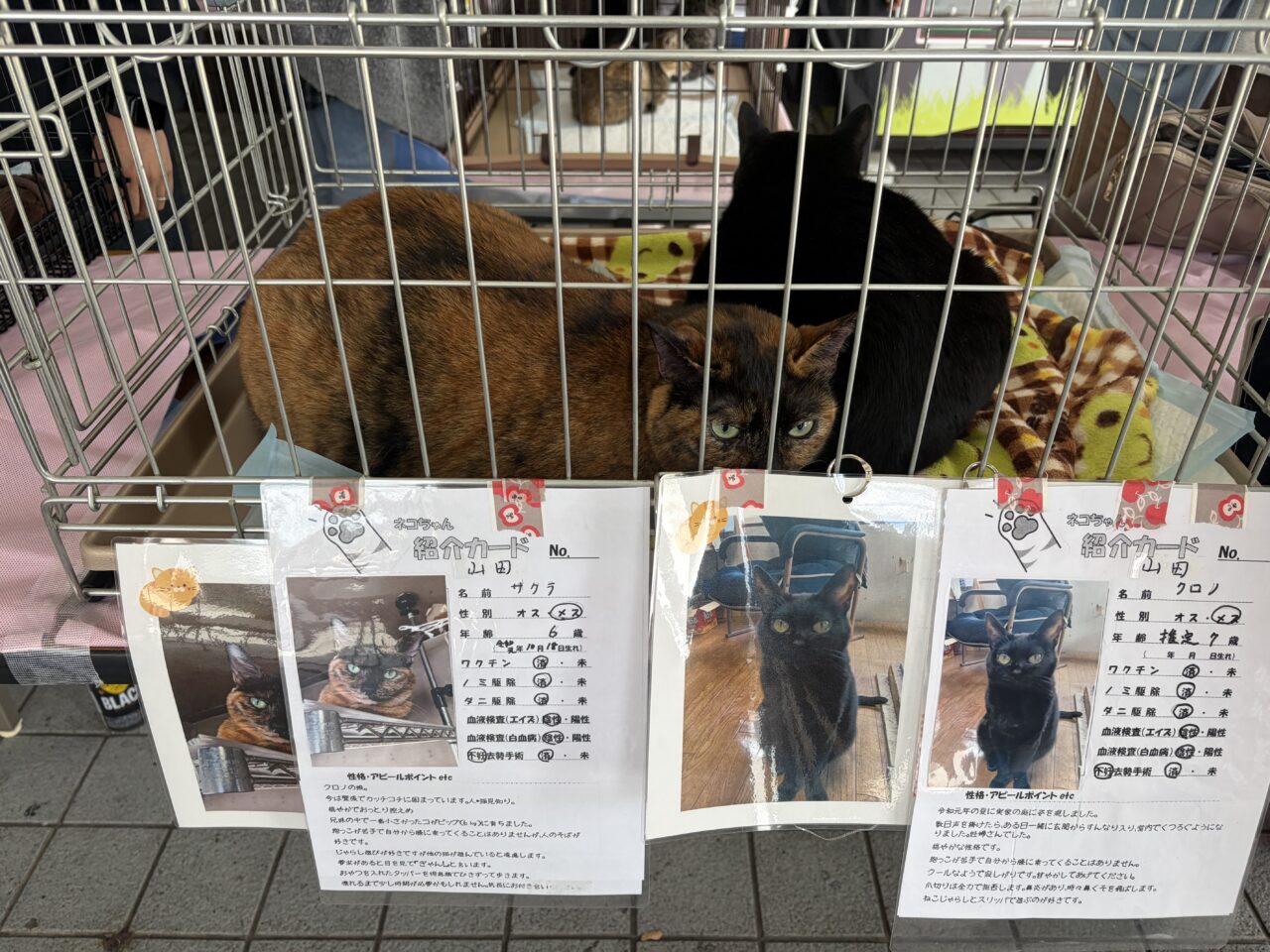 猫譲渡会