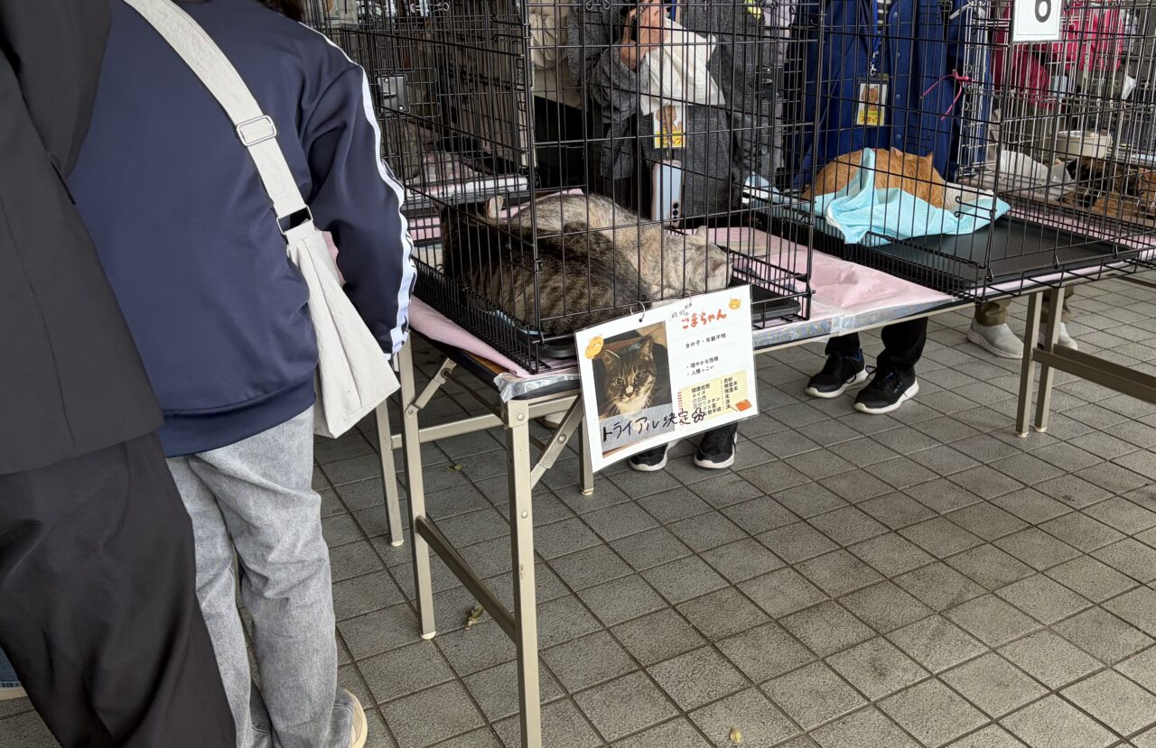 猫譲渡会