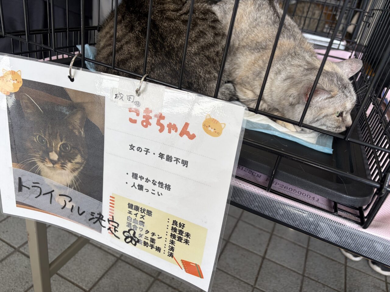 猫譲渡会