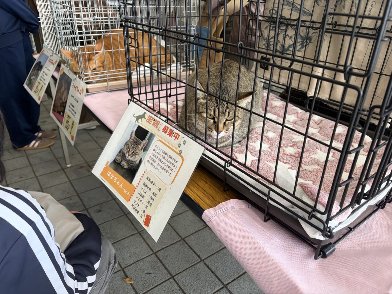 猫譲渡会