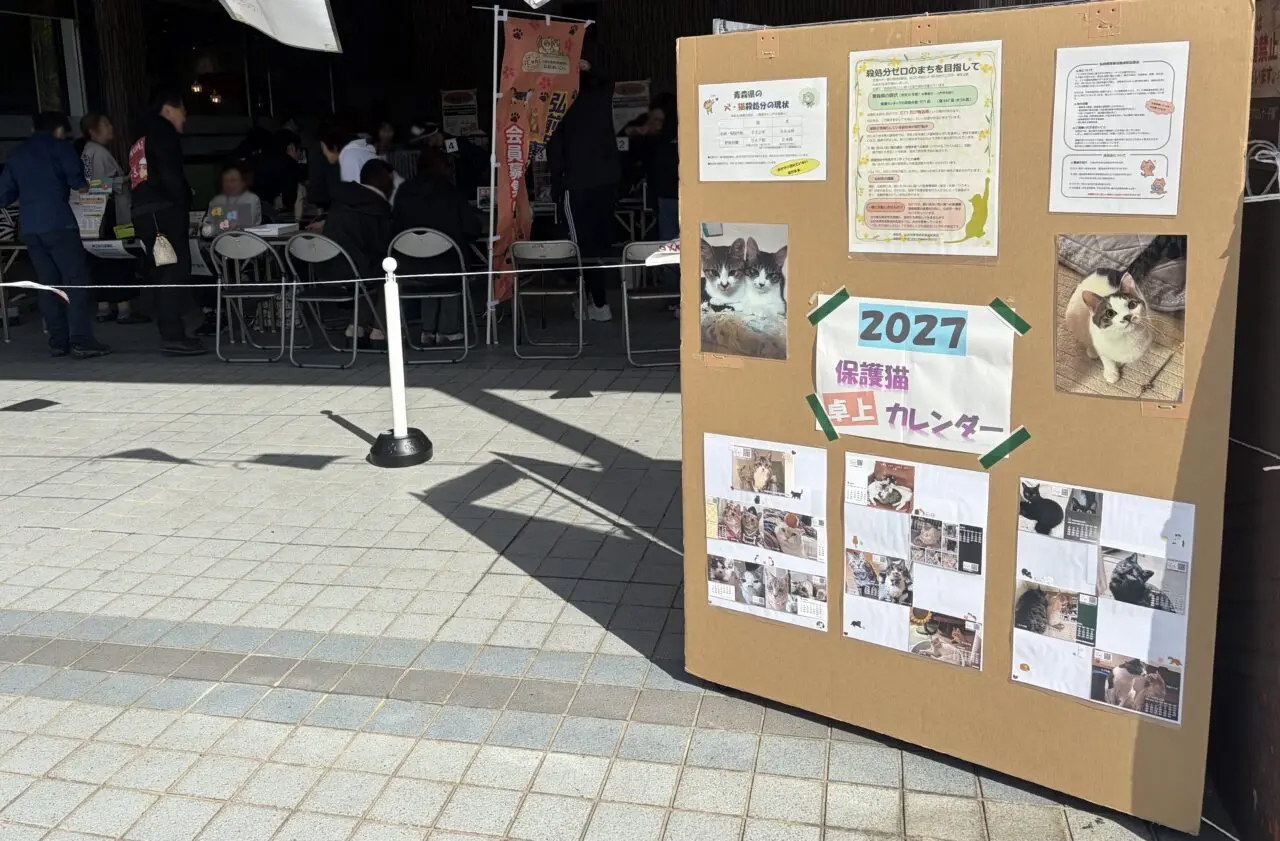 猫譲渡会